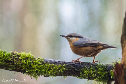 2021-06-14 Carpodingo
Carpodingo [Faune sauvage]
