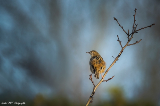 2021-05-10 CarpoDingo
CarpoDingo [Faune sauvage] 
