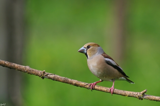 2018-12-10 CarpoDingo
CarpoDingo [Faune sauvage]
