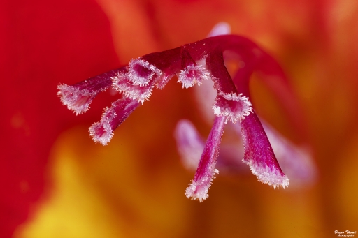 2020-03-30 Daenelyn
Daenelyn [Macro et proxiphotographie nature] 
