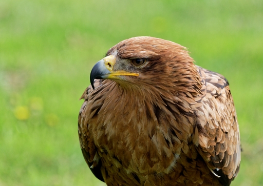 2023-05-08 Hermès
Hermès [Animaux domestiques ou captifs] 
