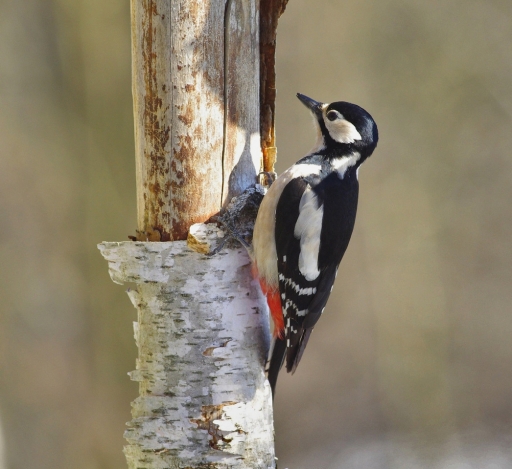 2021-02-14 Papy57
Papy57 [Faune sauvage]
