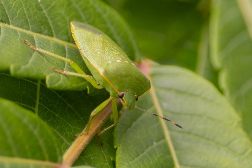 2023-08-28 K1ribou
K1ribou [Macro et proxiphotographie nature] 
