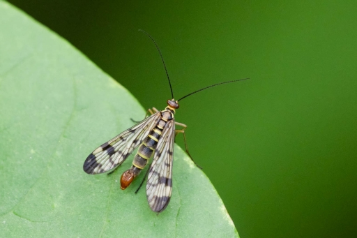 2023-10-31 K1ribou
K1ribou [Macro et proxiphotographie nature]
