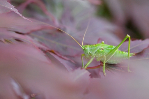 2021-07-06 papy57
papy57 [Macro et proxiphotographie nature] 
