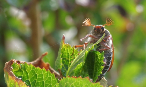 2020-04-27 papa
papa [Macro et proxiphotographie nature] 
