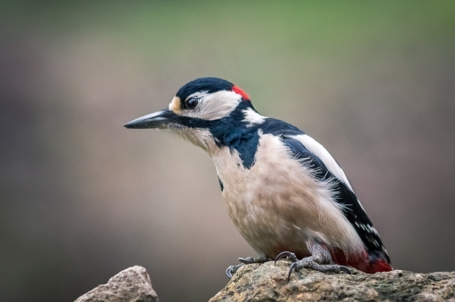 2018-12-17 galuchar
galuchar [Faune sauvage]
