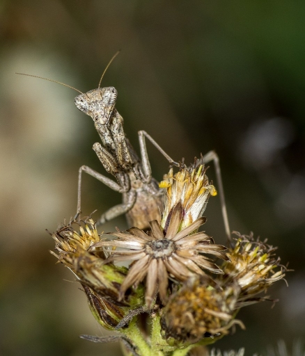 2012-11-21 / olilignan
Par olilignan - [ Macro et proxi-photo ]
