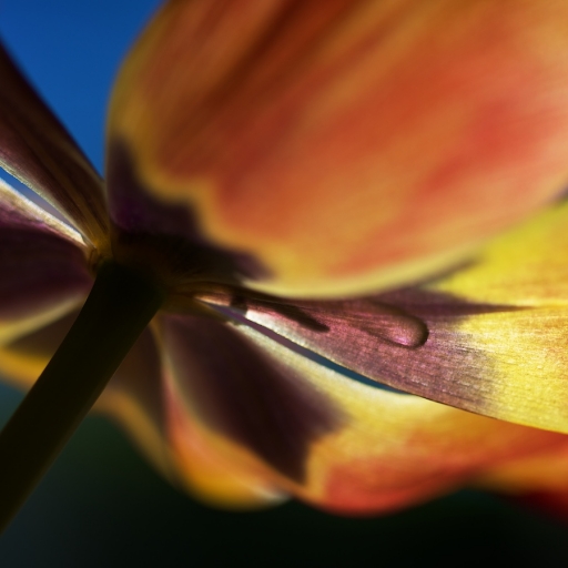 2017-04-16 / Marceline
Marceline "Variations autour d'une tulipe"
