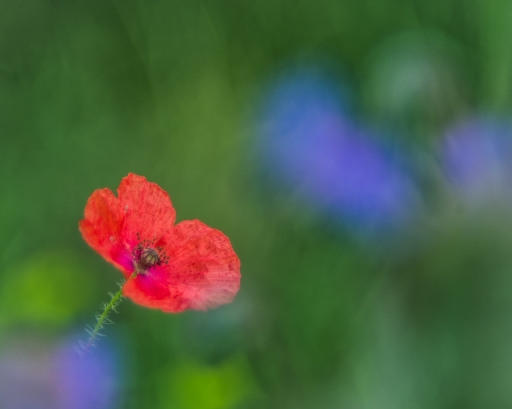 2019-05-13 olilignan
olilignan "Quelques photos au Zeiss Ikon Vario-Talon 70-120mm f3,5"
