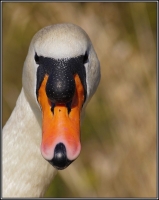 Nom du fichier=110322114410509790.jpg
Taille du fichier=160Ko
Dimensions : 654x818
Ajouté le : 23 Mars 2011 110322114410509790.jpg