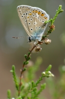 Nom du fichier=110530110639731808242529.jpg
Taille du fichier=188Ko
Dimensions : 565x850
Ajouté le : 30 Mai 2011 110530110639731808242529.jpg