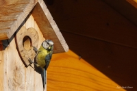 Nom du fichier=14053108553116975412280818.jpg
Taille du fichier=281Ko
Dimensions : 886x591
Ajouté le : 01 Juin 2014 14053108553116975412280818.jpg