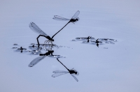 Nom du fichier=14061404032920498.jpg
Taille du fichier=109Ko
Dimensions : 1024x678
Ajouté le : 14 Juin 2014 14061404032920498.jpg