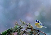 Nom du fichier=15021107213913423112954360.jpg
Taille du fichier=280Ko
Dimensions : 718x502
Ajouté le : 11 Février 2015 15021107213913423112954360.jpg