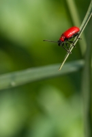 Nom du fichier=17213670902_b49d2b9df7_o.jpg
Taille du fichier=253Ko
Dimensions : 696x1024
Ajouté le : 20 Avril 2015 17213670902_b49d2b9df7_o.jpg