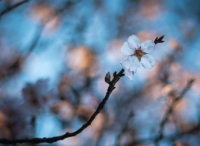 Nom du fichier=180128065558472532.jpg
Taille du fichier=235Ko
Dimensions : 1024x748
Ajouté le : 28 Janvier 2018 180128065558472532.jpg