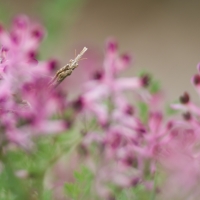 Nom du fichier=190310112810363262.jpg
Taille du fichier=324Ko
Dimensions : 900x900
Ajouté le : 10 Mars 2019 190310112810363262.jpg