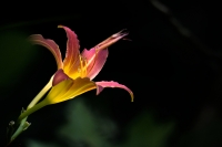 Nom du fichier=22091806201514082917999038.jpg
Taille du fichier=408Ko
Dimensions : 1280x855
Ajouté le : 18 Septembre 2022 22091806201514082917999038.jpg