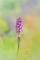 Nom du fichier=23051404224624958918177392.jpg
Taille du fichier=358Ko
Dimensions : 801x1200
Ajouté le : 14 Mai 2023 23051404224624958918177392.jpg