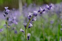 Nom du fichier=6SeLNb-jac10.jpg
Taille du fichier=402Ko
Dimensions : 1024x683
Ajouté le : 01 Mai 2022 6SeLNb-jac10.jpg