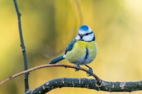 Nom du fichier=Ptgy.jpg
Taille du fichier=252Ko
Dimensions : 1024x681
Ajouté le : 11 Février 2018 Ptgy.jpg