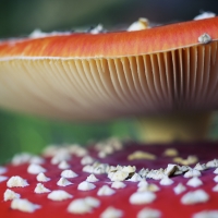 Nom du fichier=_IM29263.jpg
Taille du fichier=194Ko
Dimensions : 900x900
Ajouté le : 04 Novembre 2018 _IM29263.jpg