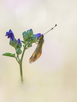 Nom du fichier=ascala15.jpg
Taille du fichier=277Ko
Dimensions : 675x900
Ajouté le : 05 Juillet 2019 ascala15.jpg