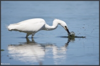 Nom du fichier=garzettes8.jpg
Taille du fichier=60Ko
Dimensions : 976x652
Ajouté le : 29 Juin 2011 garzettes8.jpg