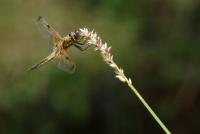 libellulaquadrimaculata.jpg