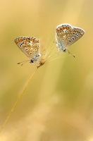 Nom du fichier=m988.jpg
Taille du fichier=92Ko
Dimensions : 678x1024
Ajouté le : 19 Juillet 2013 m988.jpg