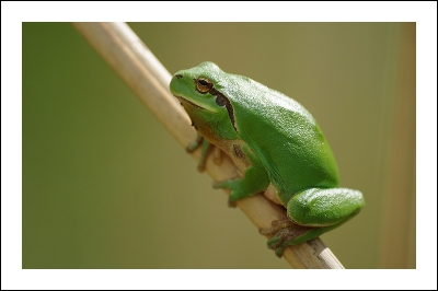 2009-04-14/ Patanock
par: Patanock -[Faune Sauvage]-
