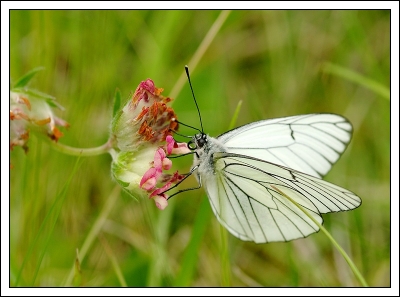 2009-05-17 / Patanock
par: Patanock -[ Insectes, non macro]-
