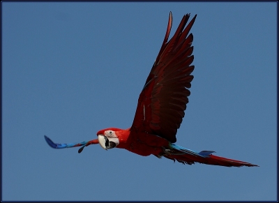 2009-07-26/ Leon
par: Leon -[ Zoo et parcs animaliers ]
