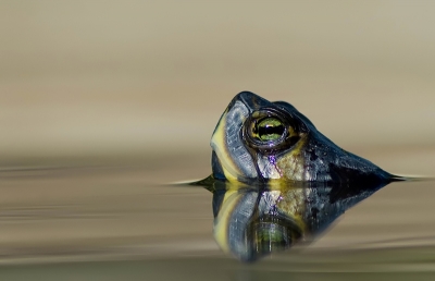 2009-10-25/Dedales
par: Dedales -[ Faune sauvage ]-
