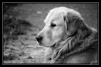 2009-03-08/ Gauthier_07
par: Gauthier_07 -[Animaux de compagnie]-

