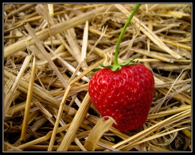 2008-06-25/ orahn59
par: orahn59 - [ Arts culinaires ]
