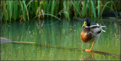 2008-04-21/chd
par: chd
