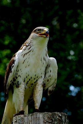 2008-06-23/ chd
par: chd
