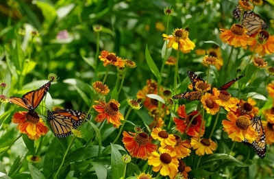 2008-09-09/ Pixel
par: Pixel -[Insectes, *non macro*]-
