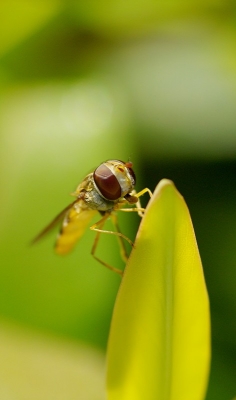 2009-08-23/ freds88
par: freds88 -[ Macro et proxi-photo ]-
