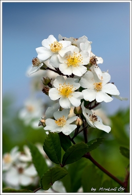 2009-08-09/ MouLaG Ã”fr
par: MouLaG Ofr -[Fleurs]-
