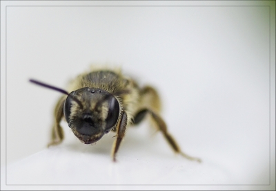 2009-02-10/ Pixel
par: Pixel -[Macro]-
