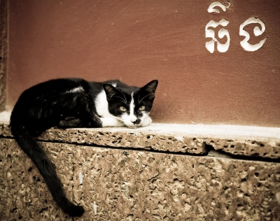 2009-02-24/ zebulon67
par: zebulon67 -[Animaux de compagnie]-
