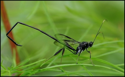 2008-11-24/ Pixel
par: Pixel -[Macro]-
