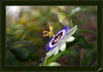 2008-07-11 / FMG
par: FMG -[Fleurs]-
