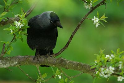 2008-05-02/shaggie
par: shaggie
