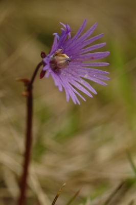 2009-06-07/ pierrot73210
par: pierrot73210 -[vos series: Bivouac dans le Beaufortain]-

