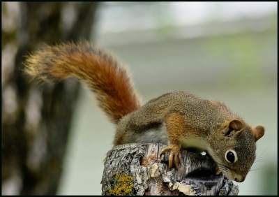 2008-12-09/ Pixel
par: Pixel -[Faune sauvage]-
