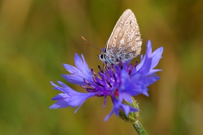 2009-06-23/ Kapoky
par: Kapoky -[ Insectes,  * non macro * ]
